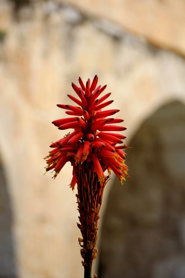 Christian quarter, Jerusalem, Red