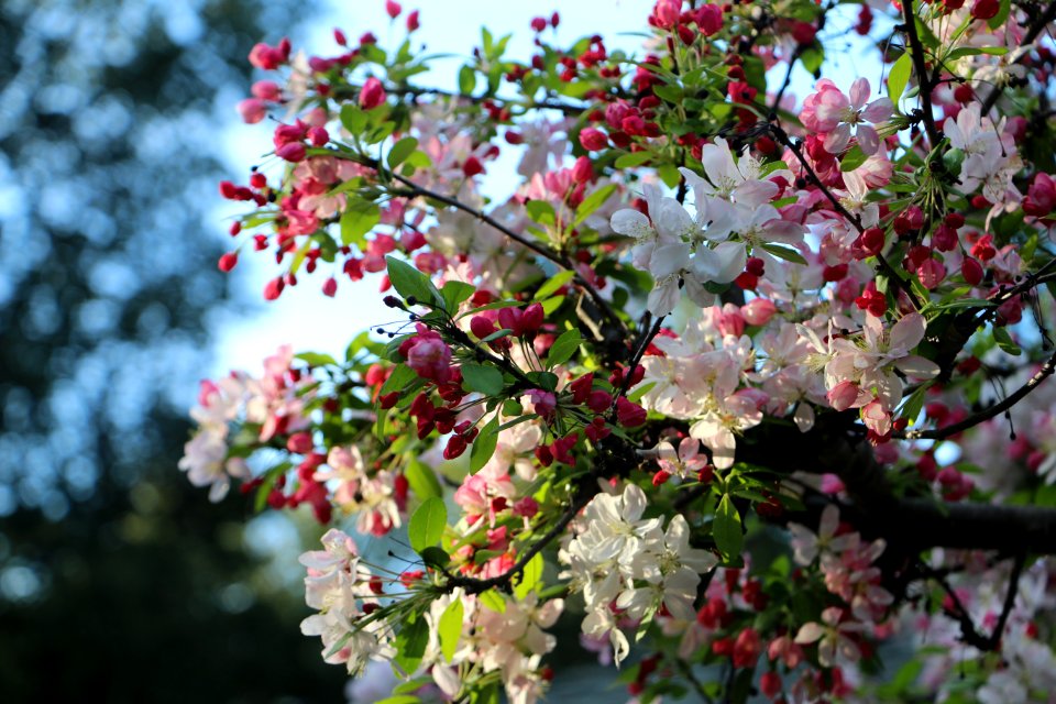 Atherton, United states, Pink