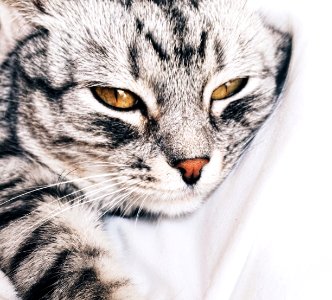 tabby cat laying on white textile photo