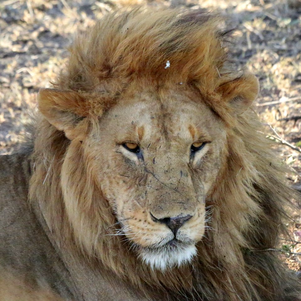 Tanzania, Serengeti, Lion