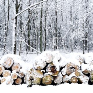 Forest, Snow, Winter