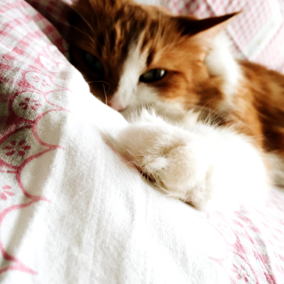 brown and white cat lying on white and red floral bed photo