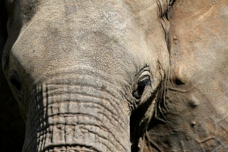 macro photography of elephant photo