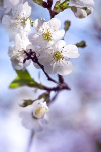 Pastel, Flowers, Nature