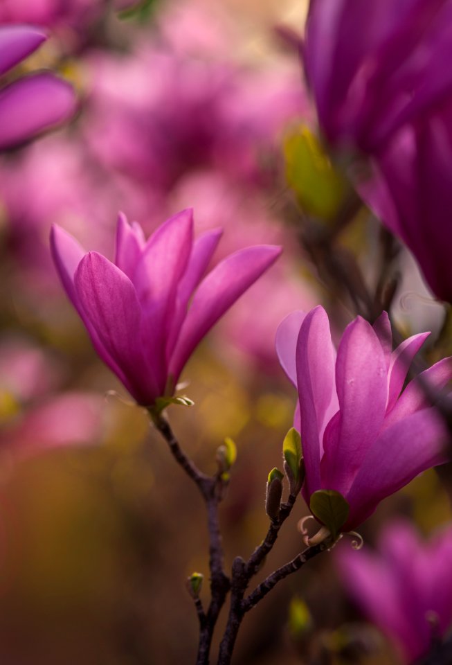 Pink flower, Nature, Magnolia photo