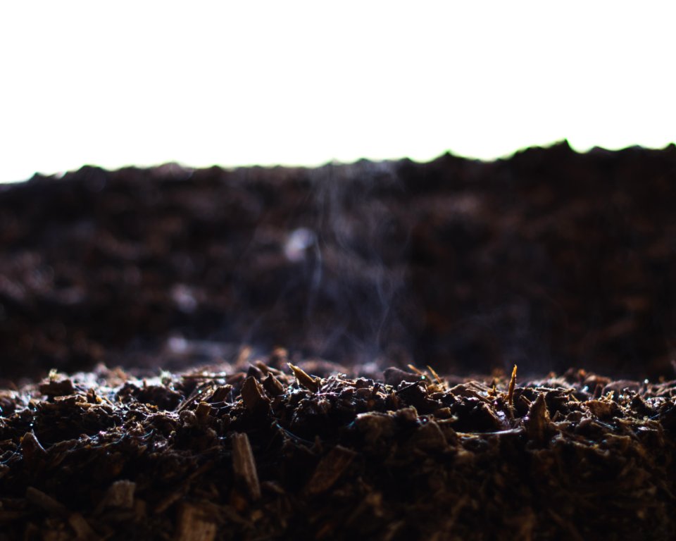 Mysterious, Steam from tree, Moist wood chips