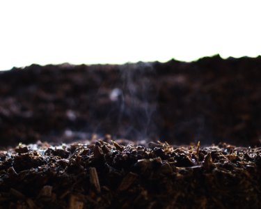 Mysterious, Steam from tree, Moist wood chips