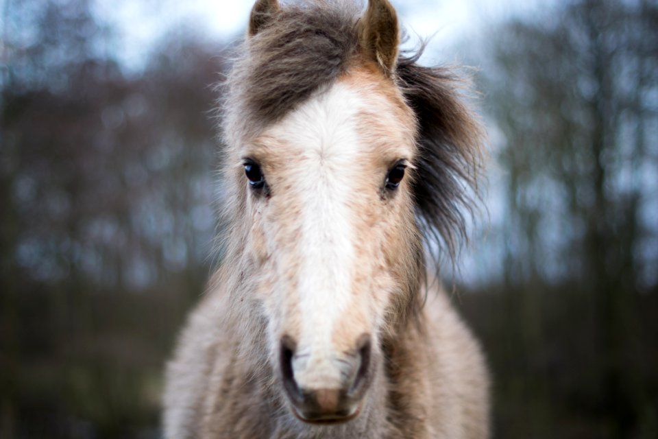 Front, 2 d, Horsefur