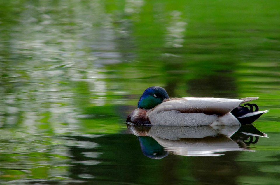 Vancouver, Canada, Animal