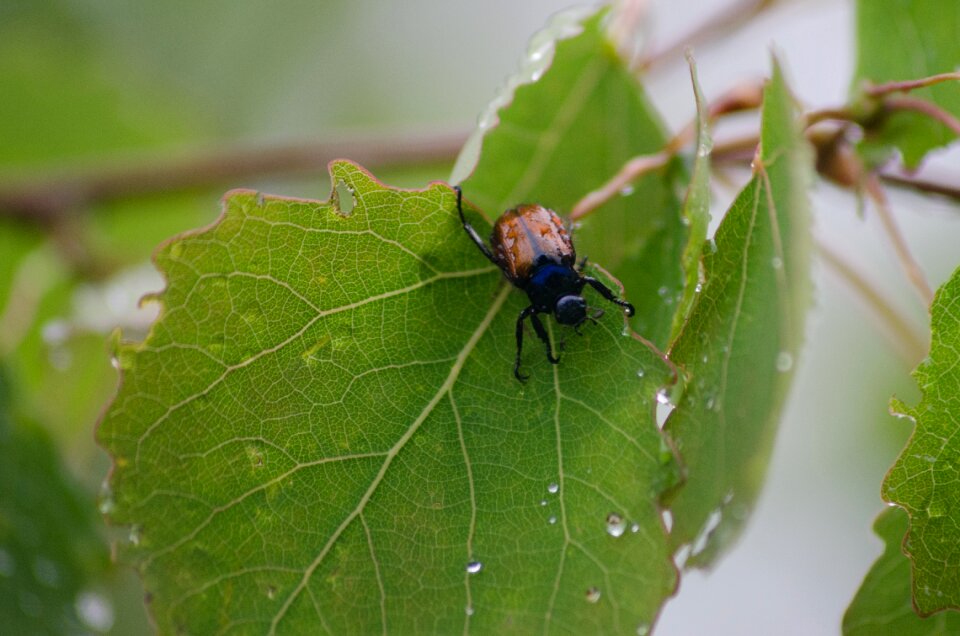 Insect nature bug