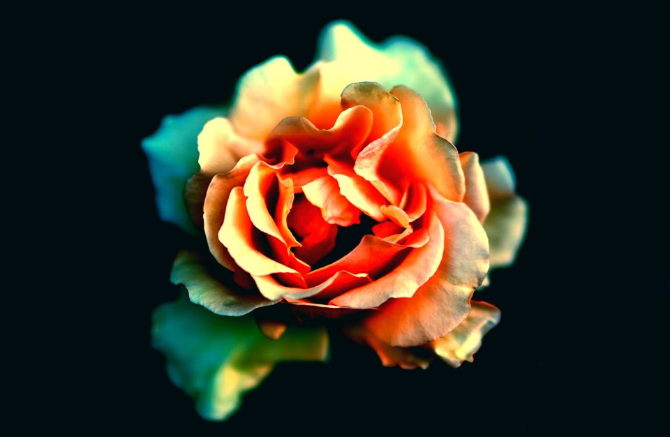 Pergine valsugana, Italy, Rose