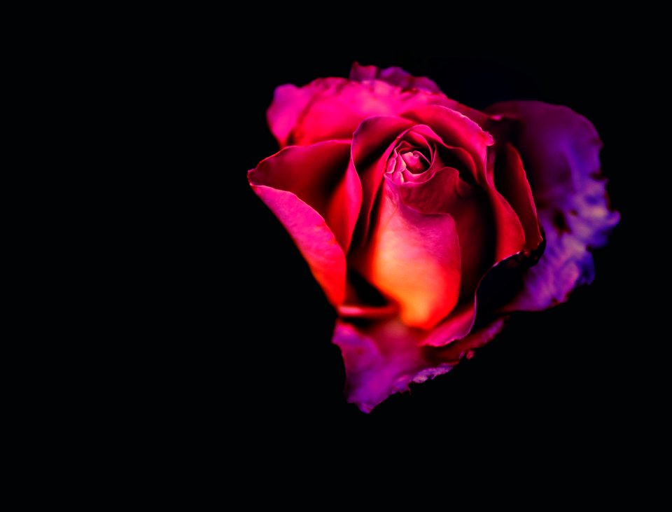 red roses
