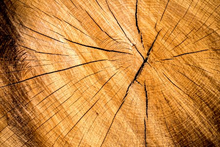 Wood, Texture, Wood stump