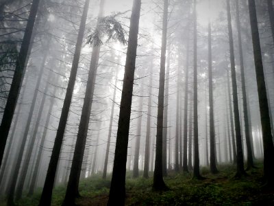 Ardennen, Frankrijk, Dark