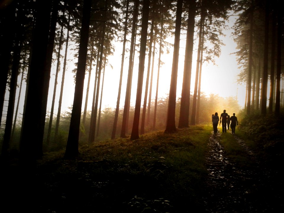 Ardennen, Frankrijk, Forest