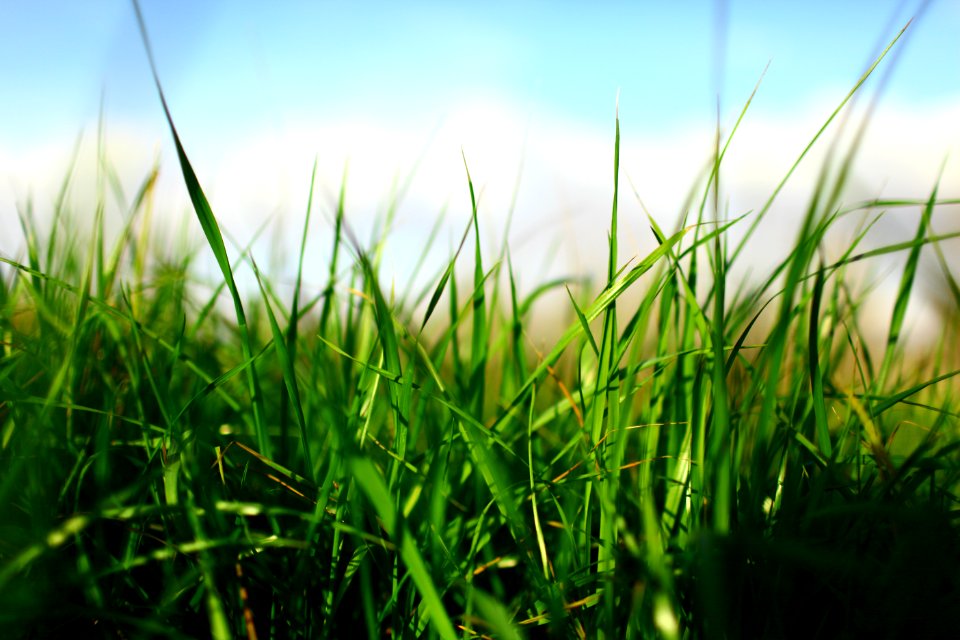 Alabama, United states, Grass