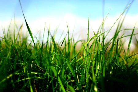 Alabama, United states, Grass photo