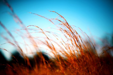 selective focus photography of brown grasses against blue sky photo