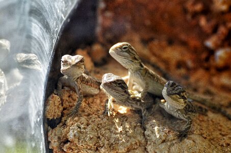 Pogona reptiles reptile