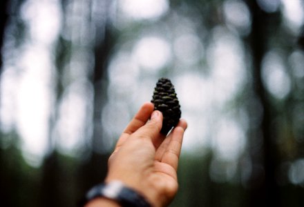 shallow focus photography of person holding black pinecone during daytime photo