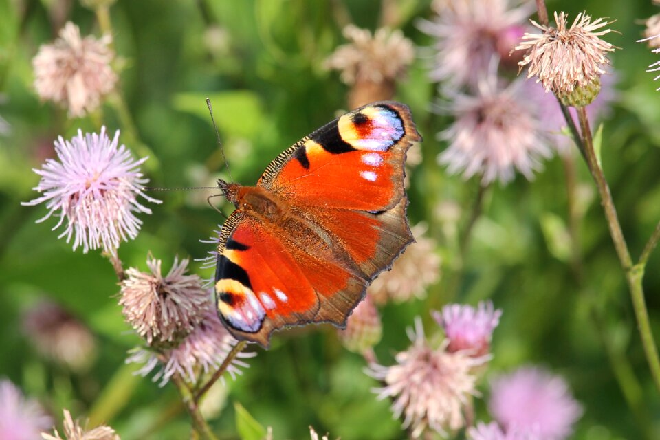 Insect butterfly peacock butterfly