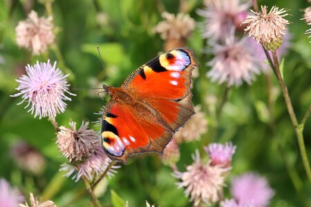 Insect butterfly peacock butterfly
