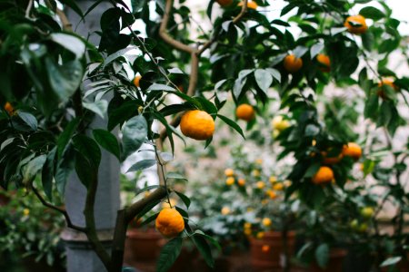shallow focus photography of orange fruits photo