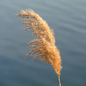 River plant nature