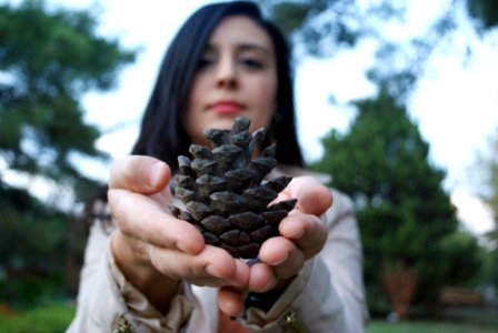 selective focus photography of woman holding brown pine cone