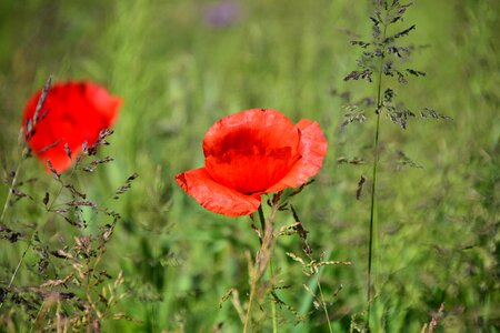 Red poppy red summer photo