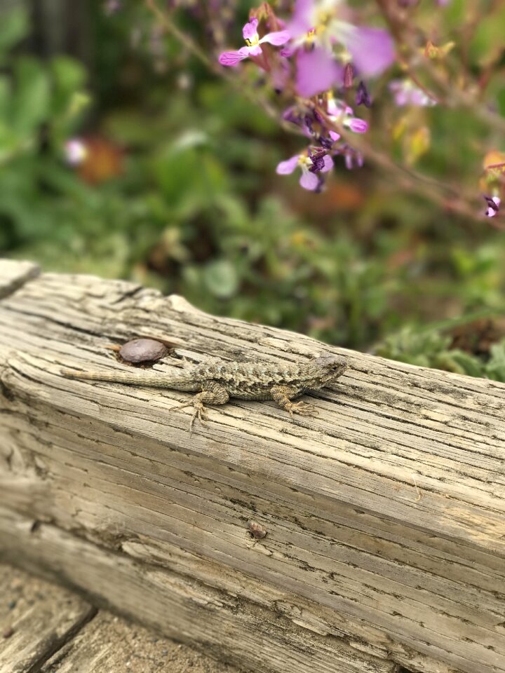 Animal reptile wood
