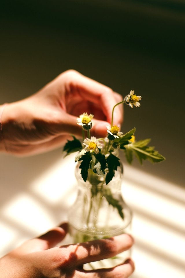 person's hands holding white daisy flower's leaf and clear glass vase