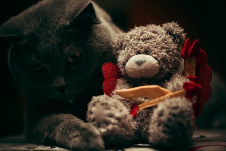 Bear, Me to you, Cat