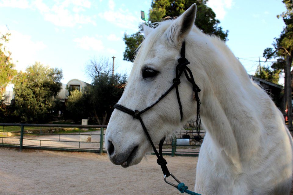 White, Animal, Nature