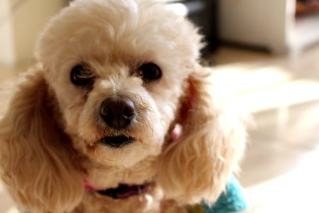 Animal, Cute, Poodle photo