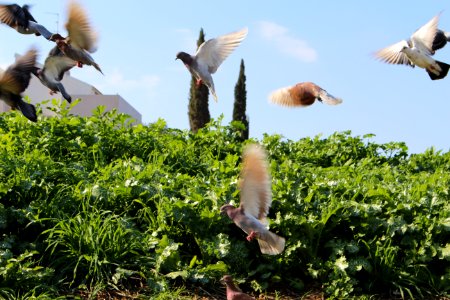 Flying, Birds