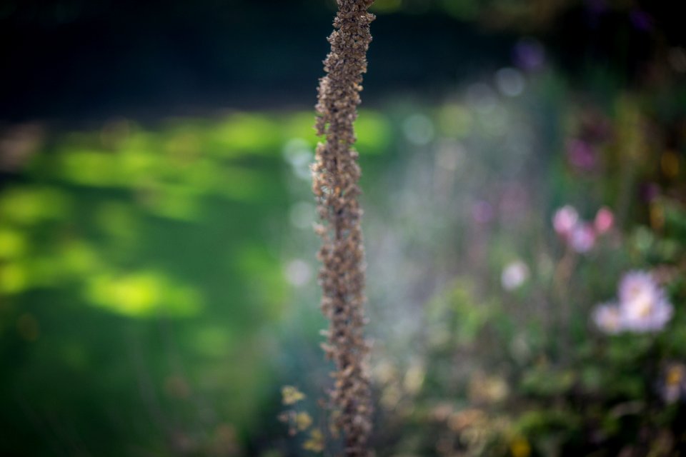 Garden, Park, Forest