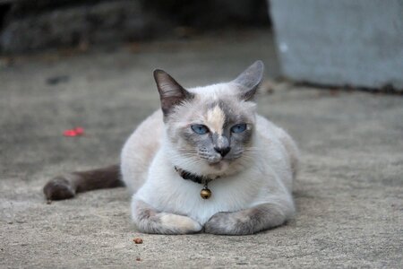 Cats brother lemon small pleasures