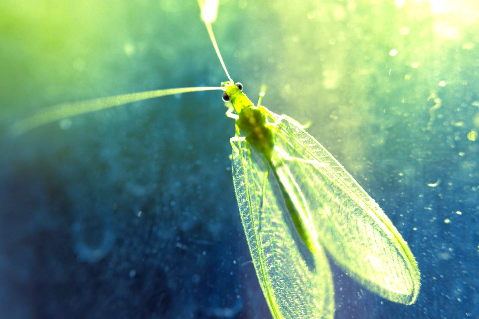 Green, Nature, Insect
