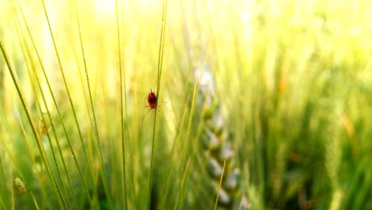 Punjab, Pakistan, Green