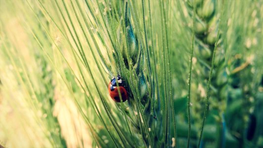 ladybird on green grass photo