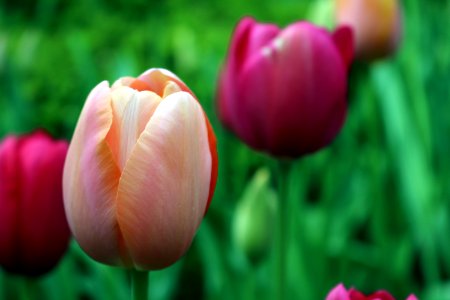 closeup photography of pink-and-white tulip photo