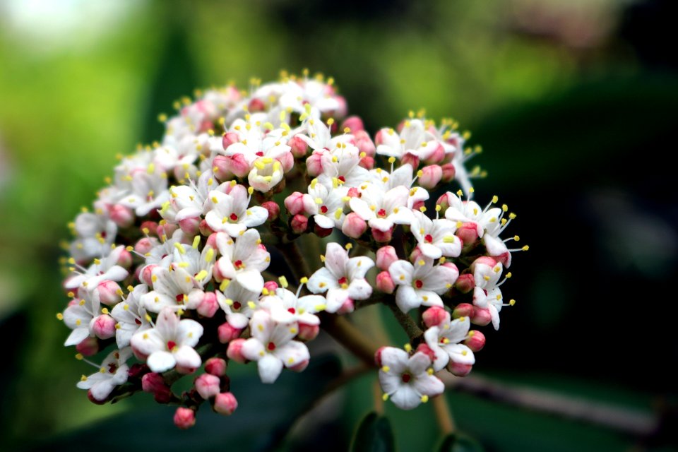 Flowers, Flower, Garden