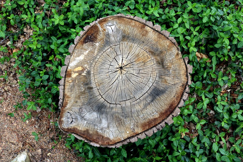 Garden, Stump, Tree photo