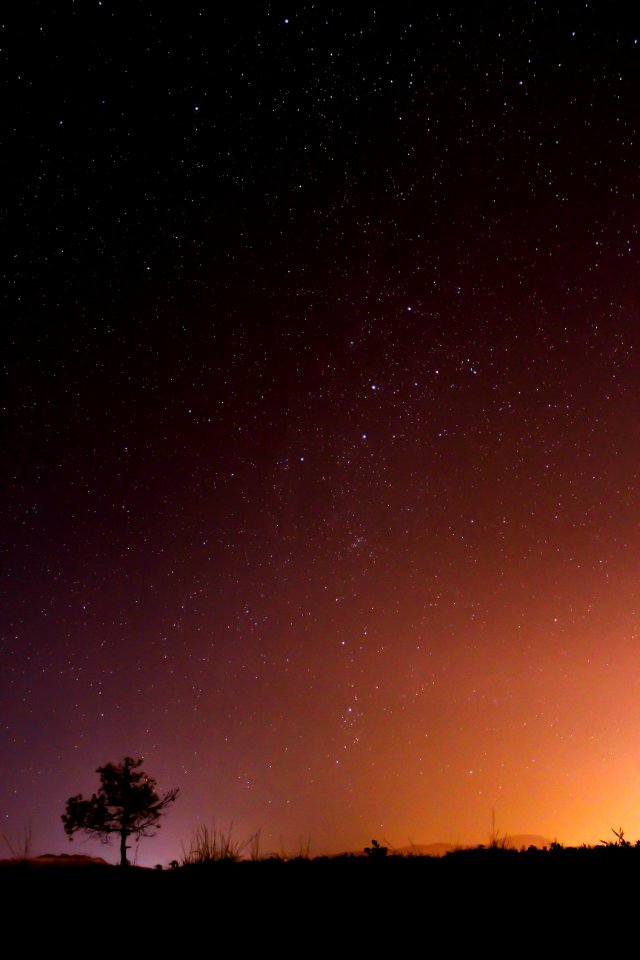 silhouette photo of tree and grass during night time