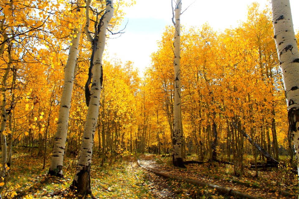 road between yellow leaves tree during daytime