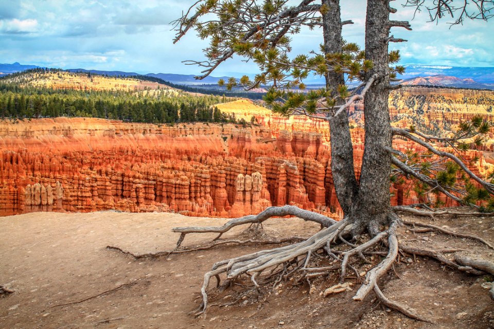 Bryce canyon, United states, Roots photo
