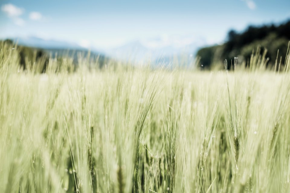 closeup photo of green grass field