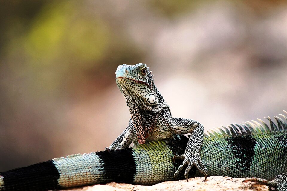 Nature animal animals