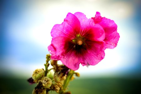 Colours, Nature, Summer